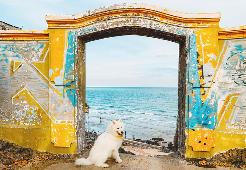 Di du lich phai check-in cung thu cung moi 'trendy'-Hinh-10