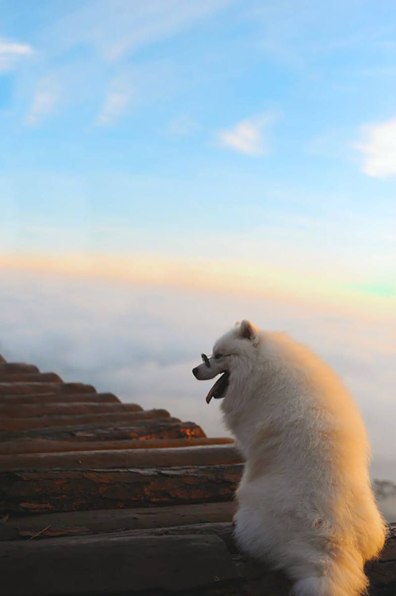 Di du lich phai check-in cung thu cung moi 'trendy'-Hinh-15