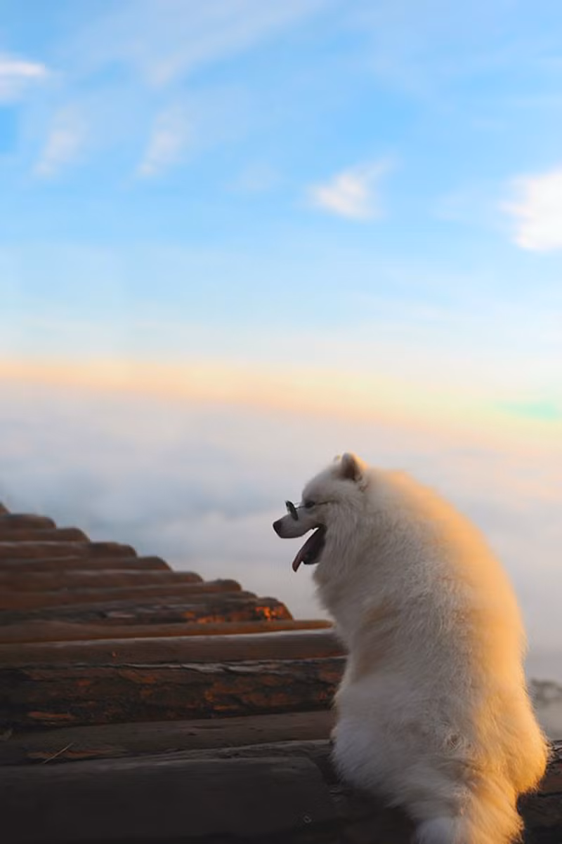 Di du lich phai check-in cung thu cung moi 'trendy'-Hinh-15