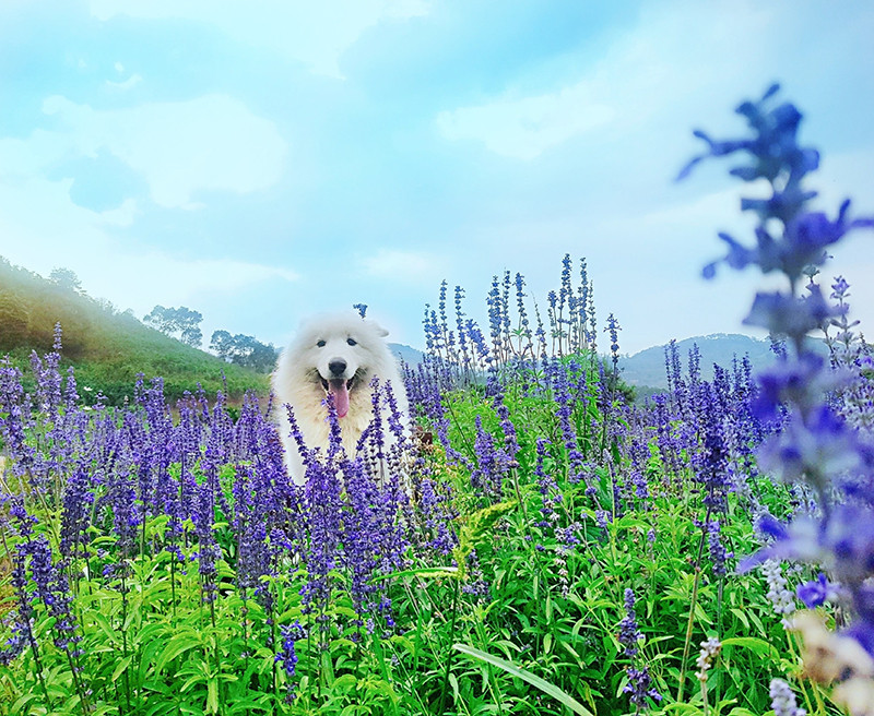 Di du lich phai check-in cung thu cung moi 'trendy'-Hinh-4