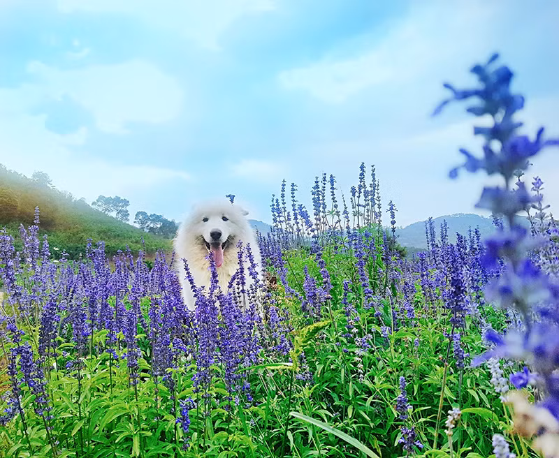 Di du lich phai check-in cung thu cung moi 'trendy'-Hinh-4