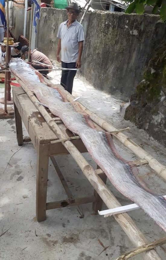 Quang Ngai: Hiem thay ca ho khung dai 4,5 m tap vao bien Binh Hai