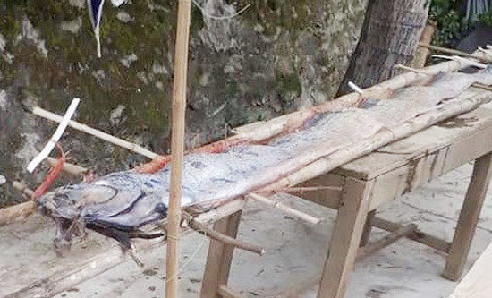 Quang Ngai: Hiem thay ca ho khung dai 4,5 m tap vao bien Binh Hai-Hinh-2