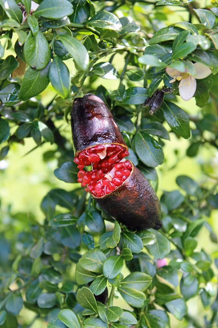 Perrine và Etienne Schaller là 2 người Pháp đầu tiên trồng chanh ngón tay thương mại. Họ cũng đã tạo ra nhiều loại chanh ngón tay khác nhau, màu sắc đa dạng, hương vị riêng, vị chua, thơm rất quyến rũ. Bởi vì độ hiếm của chúng và giá cao, bạn không thể tìm thấy chanh ngón tay tại siêu thị địa phương. Bản thân Schallers hợp tác với 25 nhà hàng sao Michellin ở Pháp để tiêu thụ loại chanh này.
