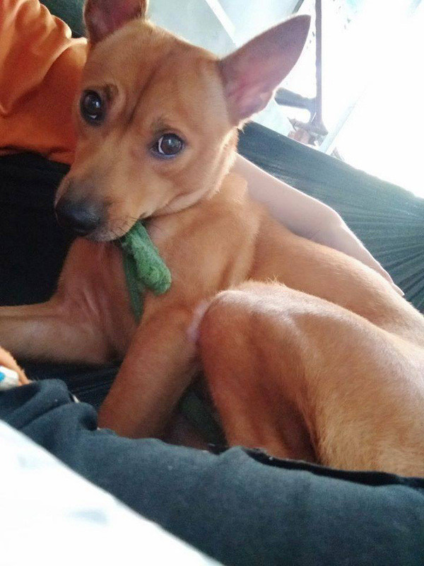 Cười ngất với bài văn tả cún cưng của cô bé tiểu học - Hình 2 Cuoi ngat voi bai van ta cun cung cua co be tieu hoc-Hinh-2