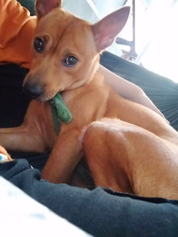 Cuoi ngat voi bai van ta cun cung cua co be tieu hoc-Hinh-2