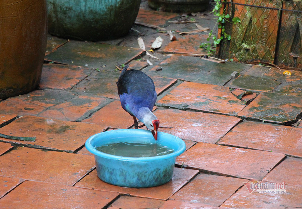 Loai chim mua dep da hiem, tinh hung du nuoi canh nha thay cho-Hinh-6