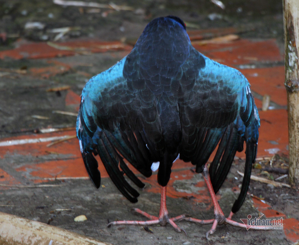 Loai chim mua dep da hiem, tinh hung du nuoi canh nha thay cho-Hinh-4