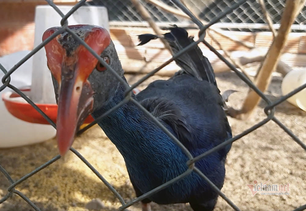 Loai chim mua dep da hiem, tinh hung du nuoi canh nha thay cho-Hinh-9