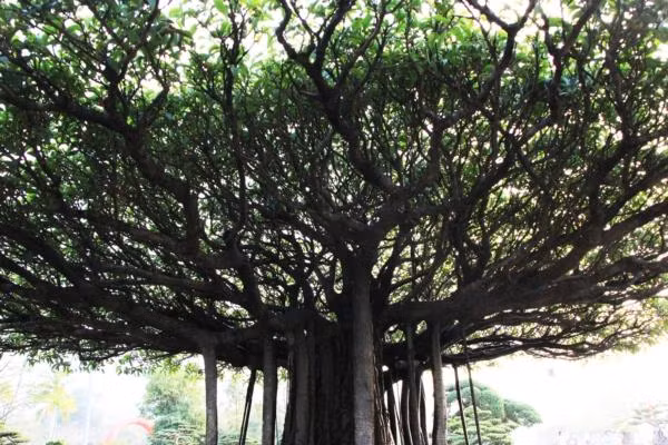 Cay sanh co Nhat toa kinh thien co gia len den 11 ty dong-Hinh-3