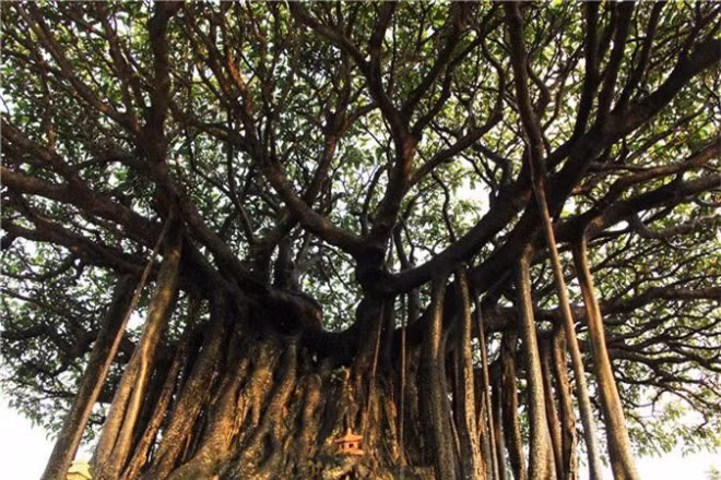 Cay sanh co Nhat toa kinh thien co gia len den 11 ty dong