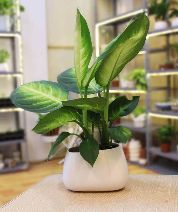 Những loại cây hút tiền trồng trong nhà giúp gia chủ vượng phát - Hình 5 Nhung loai cay hut tien trong trong nha giup gia chu vuong phat-Hinh-5