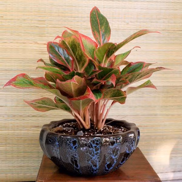 Nhung loai cay hut tien trong trong nha giup gia chu vuong phat-Hinh-4