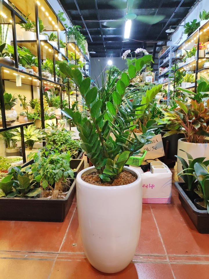 Những loại cây hút tiền trồng trong nhà giúp gia chủ vượng phát - Hình 3 Nhung loai cay hut tien trong trong nha giup gia chu vuong phat-Hinh-3