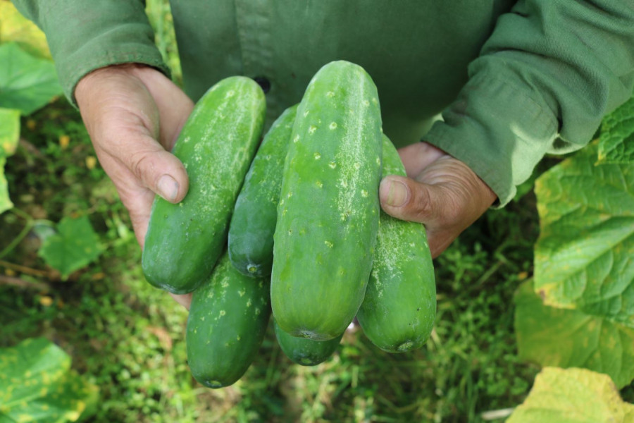 Meo chon dua chuot gion ngot, khong dang