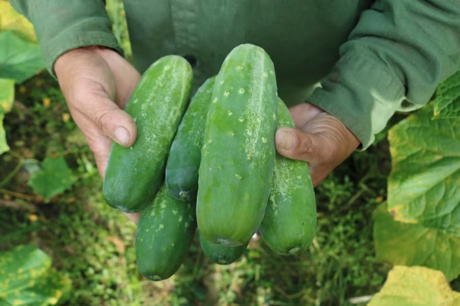 Meo chon dua chuot gion ngot, khong dang