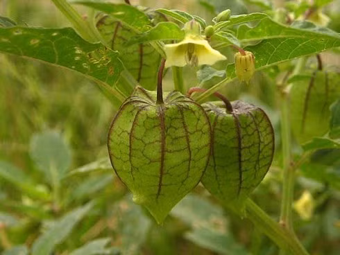 O Viet Nam moc dai day duong, sang Nhat ban gan trieu dong/kg