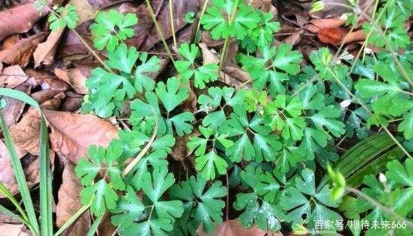 Loai cay re giong phan chuot nhung ban nua trieu/kg-Hinh-2