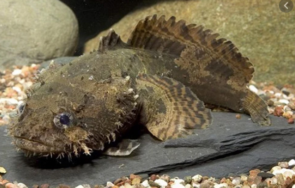 Thu co ve ngoai xau xi duoc lung mua gia ngat nguong