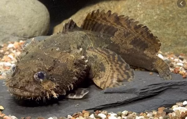 Thu co ve ngoai xau xi duoc lung mua gia ngat nguong