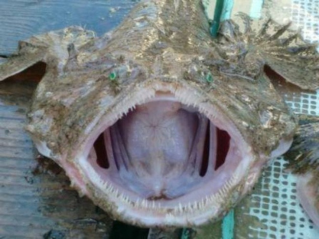 Thu co ve ngoai xau xi duoc lung mua gia ngat nguong-Hinh-9