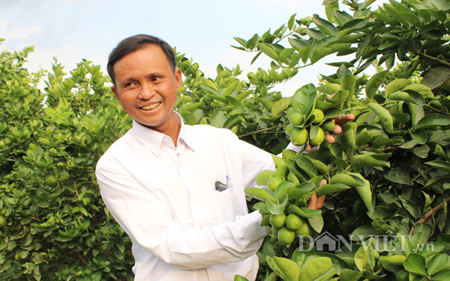 Chuyen la: Nuoi co um tum trong vuon chanh 14ha, cha lo chong han-Hinh-12