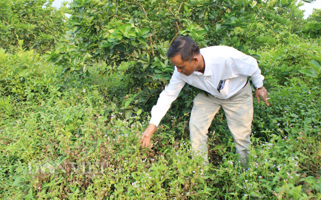 Chuyen la: Nuoi co um tum trong vuon chanh 14ha, cha lo chong han-Hinh-6