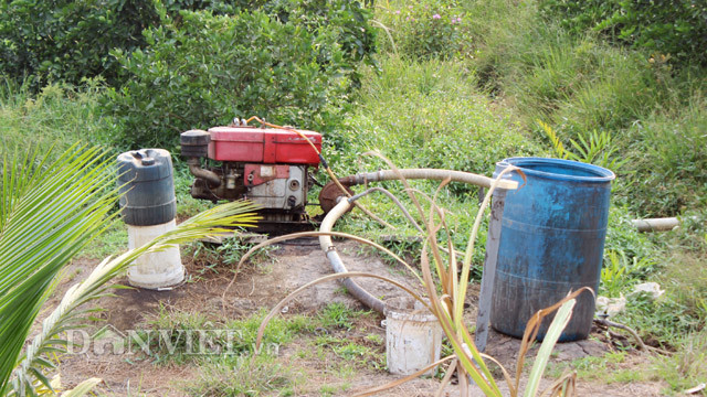 Chuyen la: Nuoi co um tum trong vuon chanh 14ha, cha lo chong han-Hinh-2