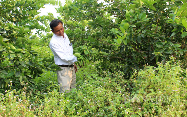 Chuyen la: Nuoi co um tum trong vuon chanh 14ha, cha lo chong han-Hinh-3