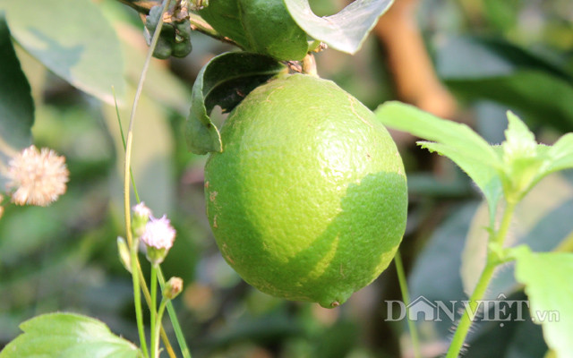 Chuyen la: Nuoi co um tum trong vuon chanh 14ha, cha lo chong han-Hinh-8