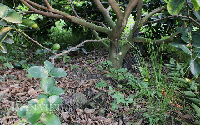 Chuyen la: Nuoi co um tum trong vuon chanh 14ha, cha lo chong han-Hinh-9