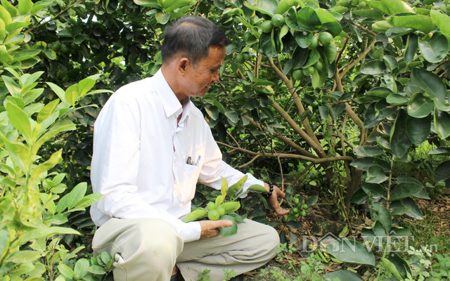 Chuyen la: Nuoi co um tum trong vuon chanh 14ha, cha lo chong han-Hinh-10