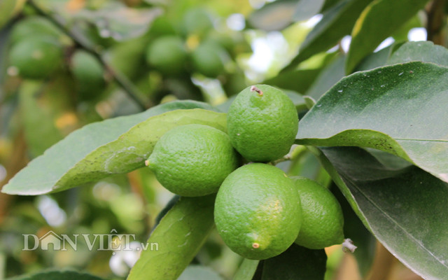 Chuyen la: Nuoi co um tum trong vuon chanh 14ha, cha lo chong han-Hinh-11