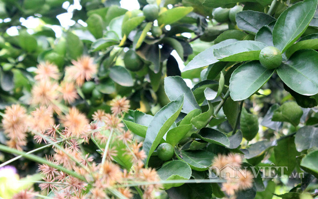 Chuyen la: Nuoi co um tum trong vuon chanh 14ha, cha lo chong han-Hinh-7