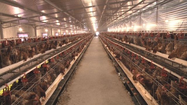 Chuyen nam thanh nien nuoi ga cho nghe nhac thu nhap tien ty