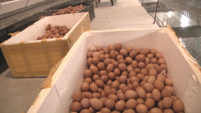 Chuyen nam thanh nien nuoi ga cho nghe nhac thu nhap tien ty-Hinh-4