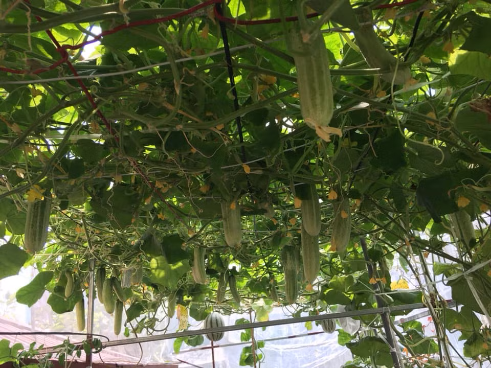 Ngo ngang gian dua chuot 'hai moi tay' khong het tren san thuong-Hinh-5