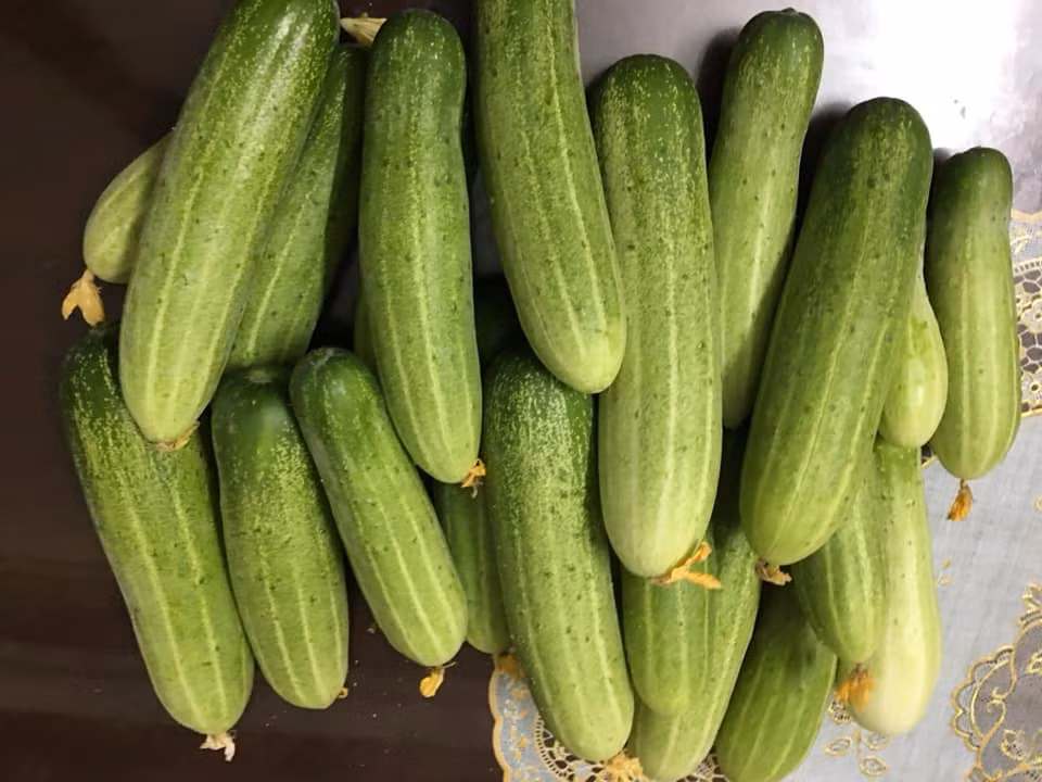 Ngo ngang gian dua chuot 'hai moi tay' khong het tren san thuong-Hinh-7