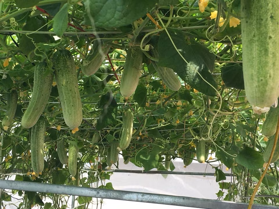 Ngo ngang gian dua chuot 'hai moi tay' khong het tren san thuong