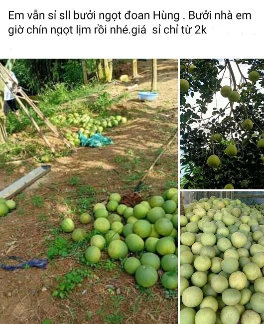 Thuc hu dac san buoi Doan Hung chi 2.000 dong/qua-Hinh-2