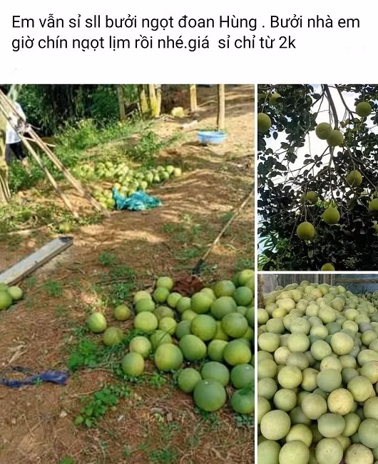 Thuc hu dac san buoi Doan Hung chi 2.000 dong/qua-Hinh-2