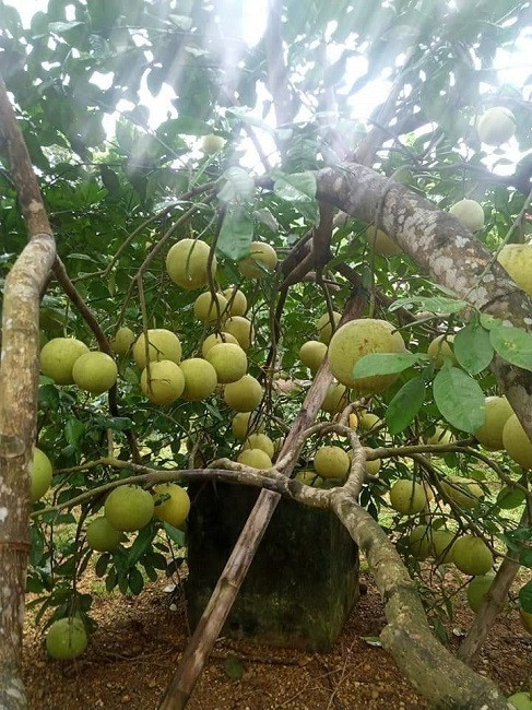 Thuc hu dac san buoi Doan Hung chi 2.000 dong/qua-Hinh-3