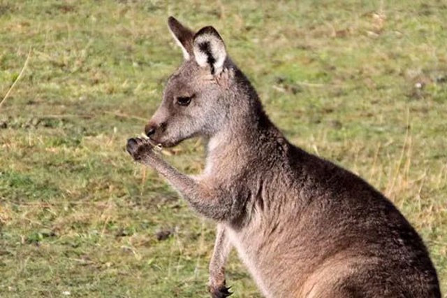 Những sự thật bất ngờ về loài động vật biểu tượng của Australia - Hình 2 Nhung su that bat ngo ve loai dong vat bieu tuong cua Australia-Hinh-2