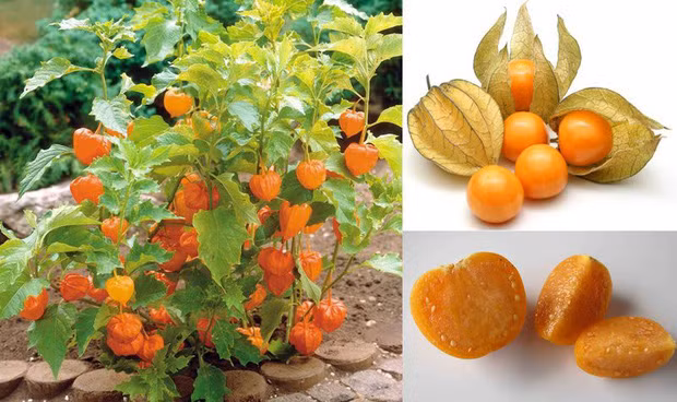 O Viet Nam la co dai, sang Nhat duoc ton nhu 