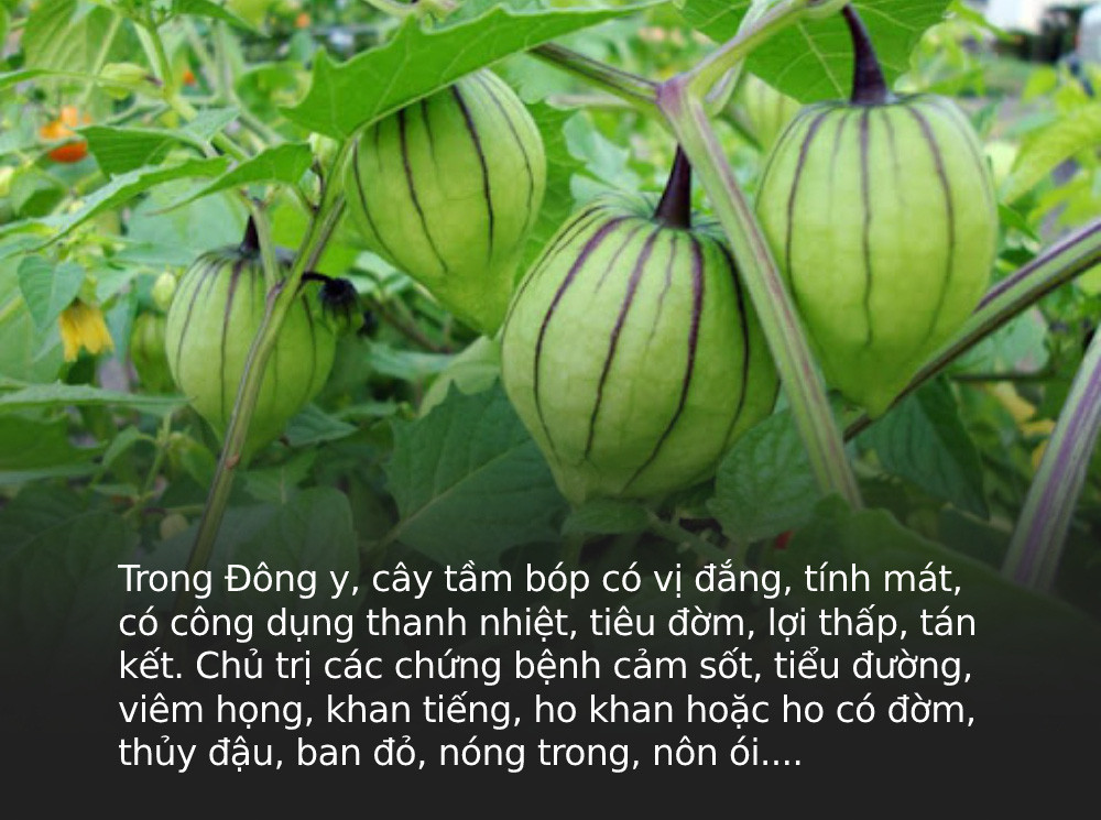 Ở Việt Nam là cỏ dại, sang Nhật được tôn như "thảo dược quý" - Hình 4 O Viet Nam la co dai, sang Nhat duoc ton nhu