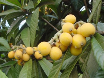 Sau bữa cơm nhớ ăn loại quả này để sạch phổi, thải độc nhanh ảnh 2