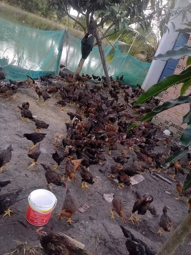 9X thu tien ty moi nam nho nuoi con ai gap cung xua duoi-Hinh-3