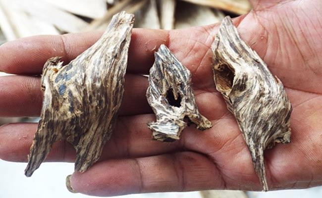 Hàng Việt Nam vừa đắt vừa hiếm, khách quốc tế 'thèm thuồng' - Hình 9 Hang Viet Nam vua dat vua hiem, khach quoc te 'them thuong'-Hinh-9