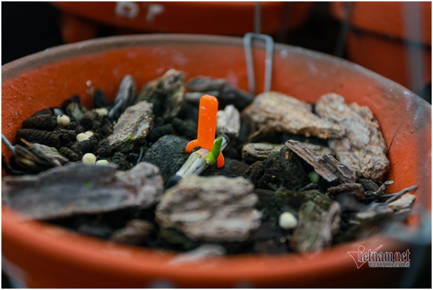 4 mam lan nhu cong rau rao tien ty cua 2 dai gia Ha thanh-Hinh-2