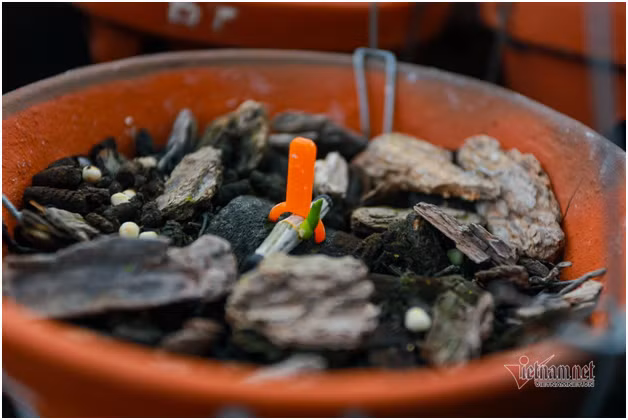 4 mam lan nhu cong rau rao tien ty cua 2 dai gia Ha thanh-Hinh-2